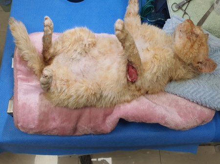원주유기동물보호센터_442419202300367