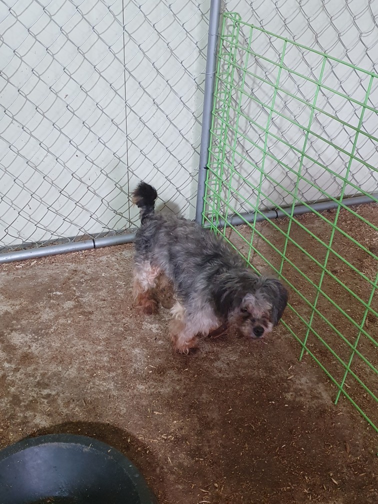 고령군 임시보호소_447520202300255