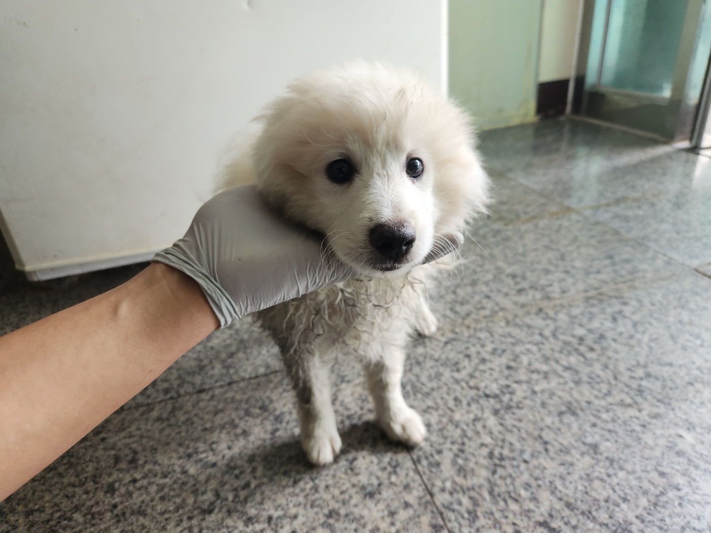 광주 동물보호소_429363202300588
