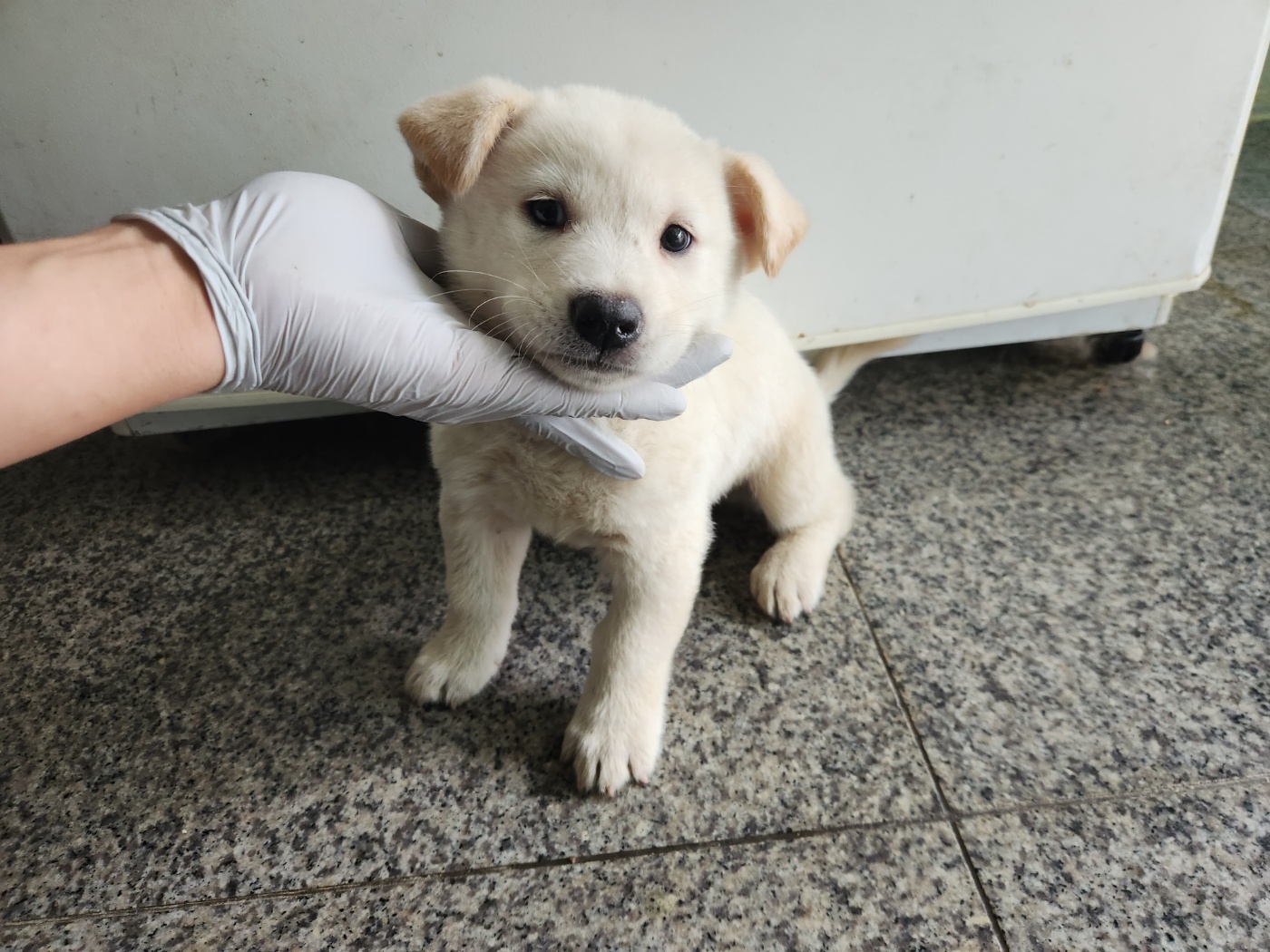 광주 동물보호소_429360202300557