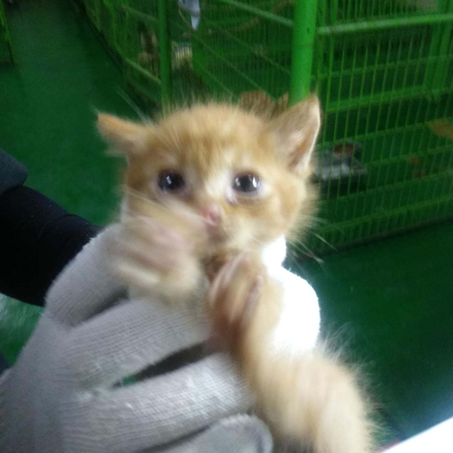 인천광역시수의사회_428351202300536