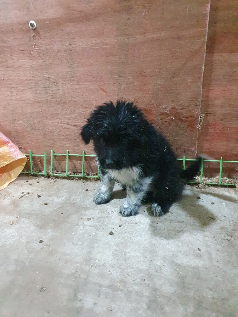 고령군 임시보호소_447520202300258
