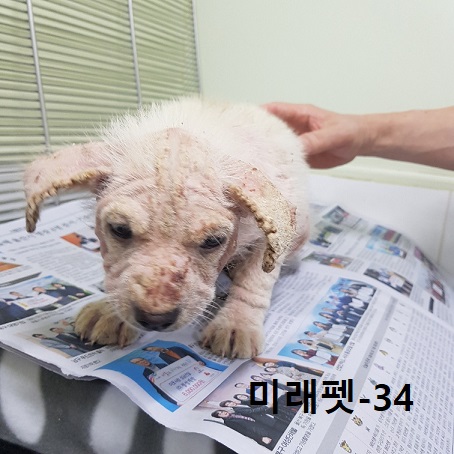 미래펫동물병원_431370202300621