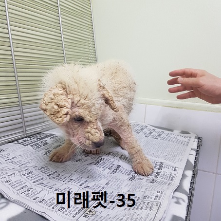 미래펫동물병원_431370202300622