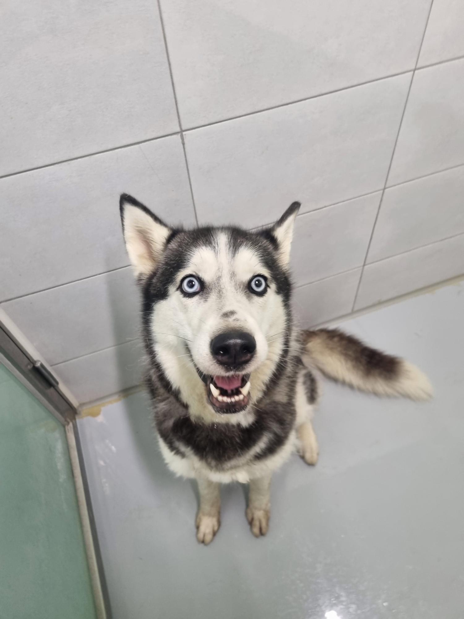 아산동물복지지원센터_444452202301411