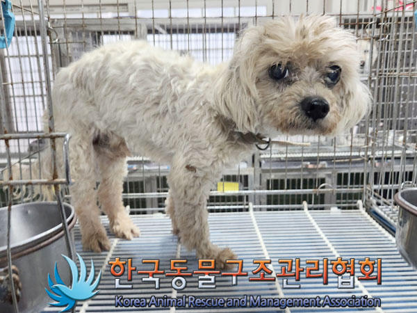 한국동물구조관리협회_441560202300856