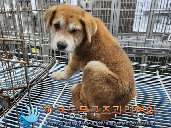 한국동물구조관리협회_441560202300854