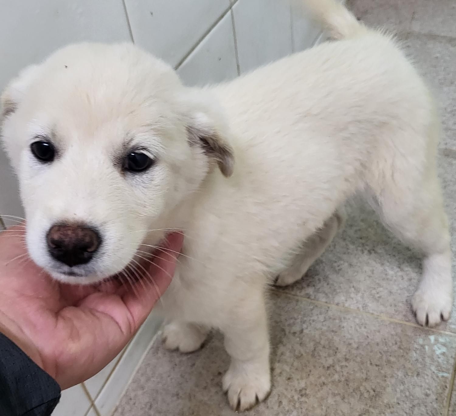 하동군유기동물보호소_448544202300249