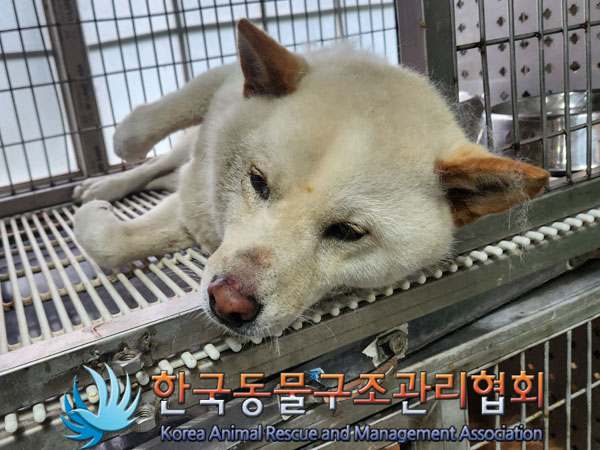 한국동물구조관리협회_441406202300957