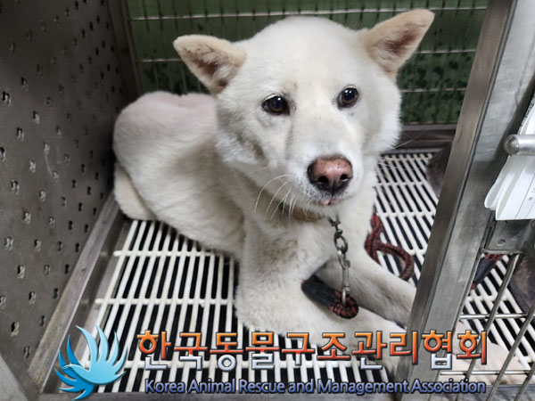 한국동물구조관리협회_411315202300446