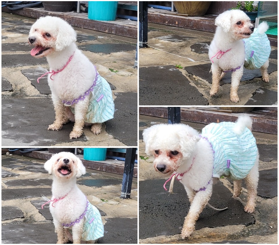 무안군유기동물보호소_446495202300203