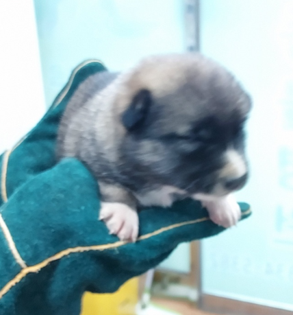 인월동물병원_445470202300539