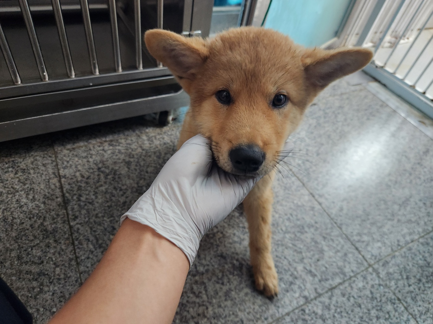 광주 동물보호소_429362202300550