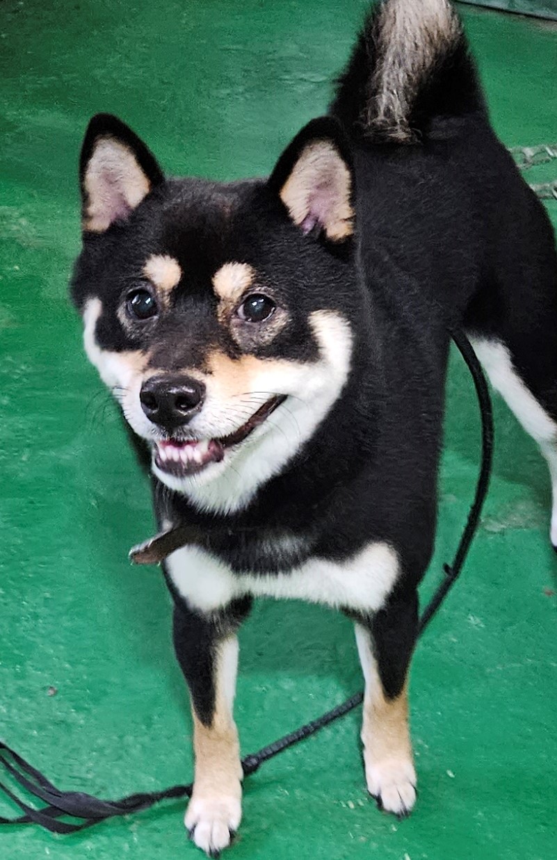 대구유기동물보호협회_427347202300615