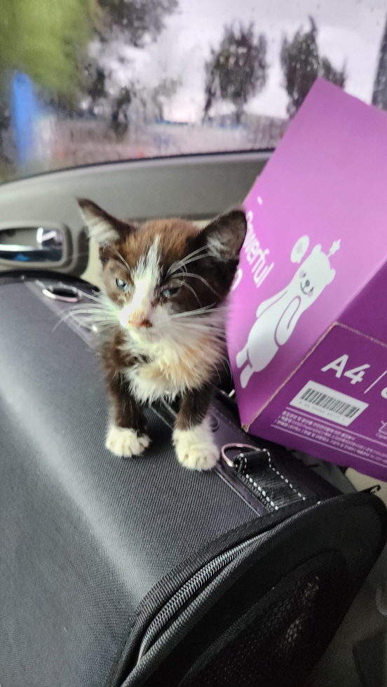 익산유기동물보호소_445468202301361