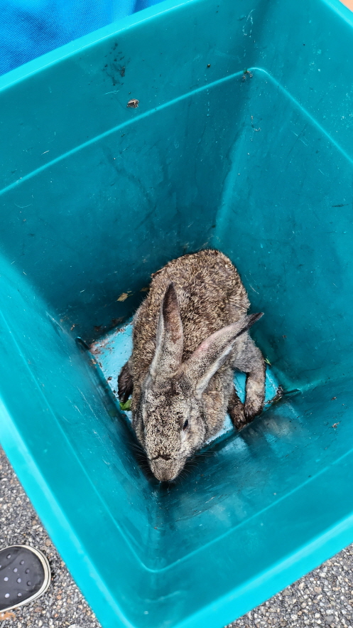 익산유기동물보호소_445468202301364