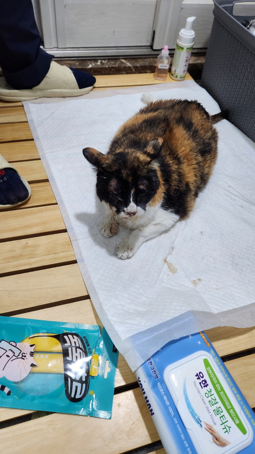 익산유기동물보호소_445468202301363