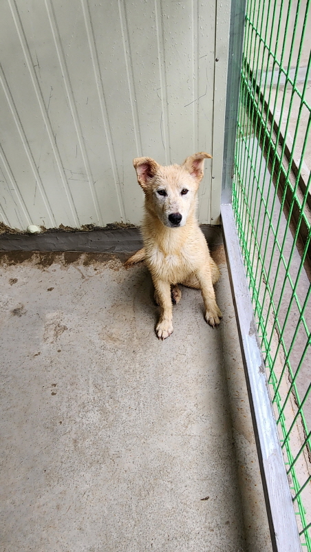 익산유기동물보호소_445468202301377