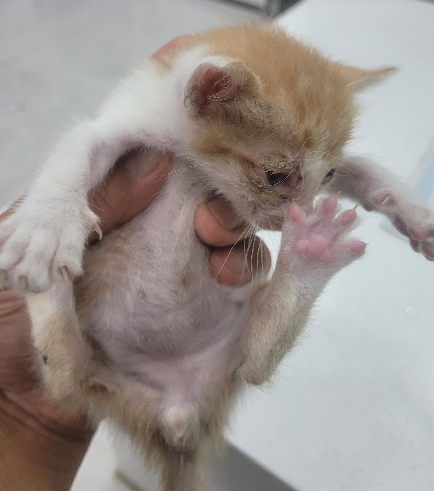 창녕 유기동물보호소_448541202301087