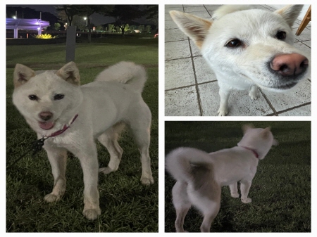 원주유기동물보호센터_442419202300376