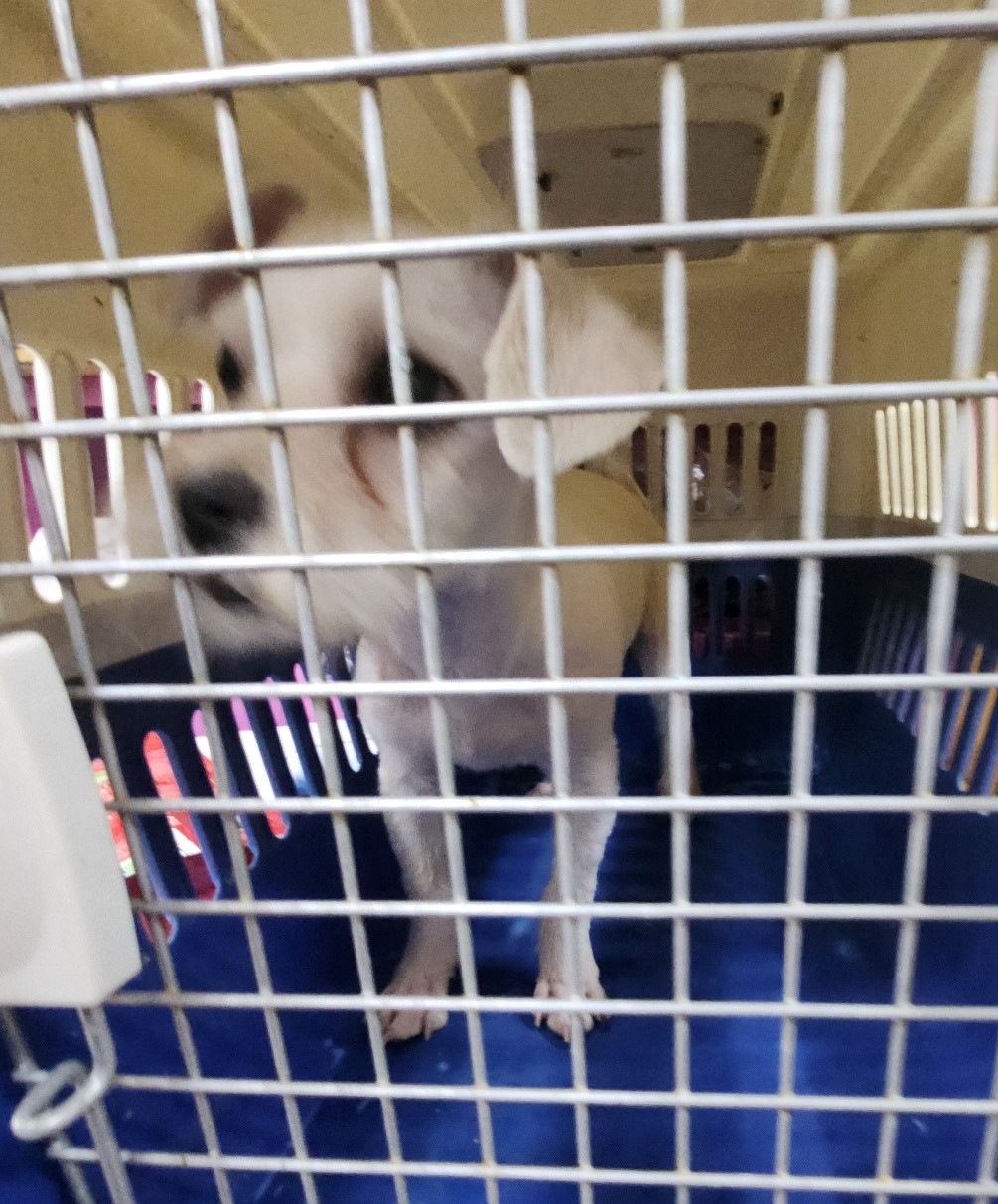 울산유기동물보호센터_431372202300326