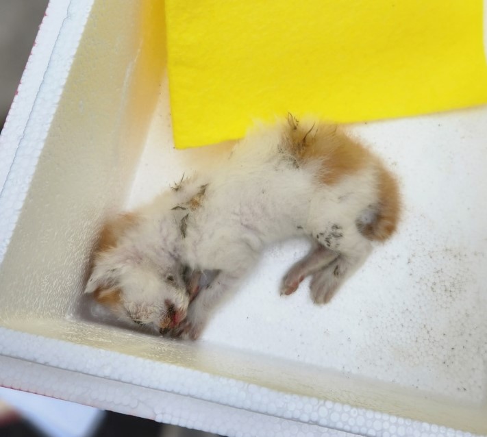 울산유기동물보호센터_431369202300462