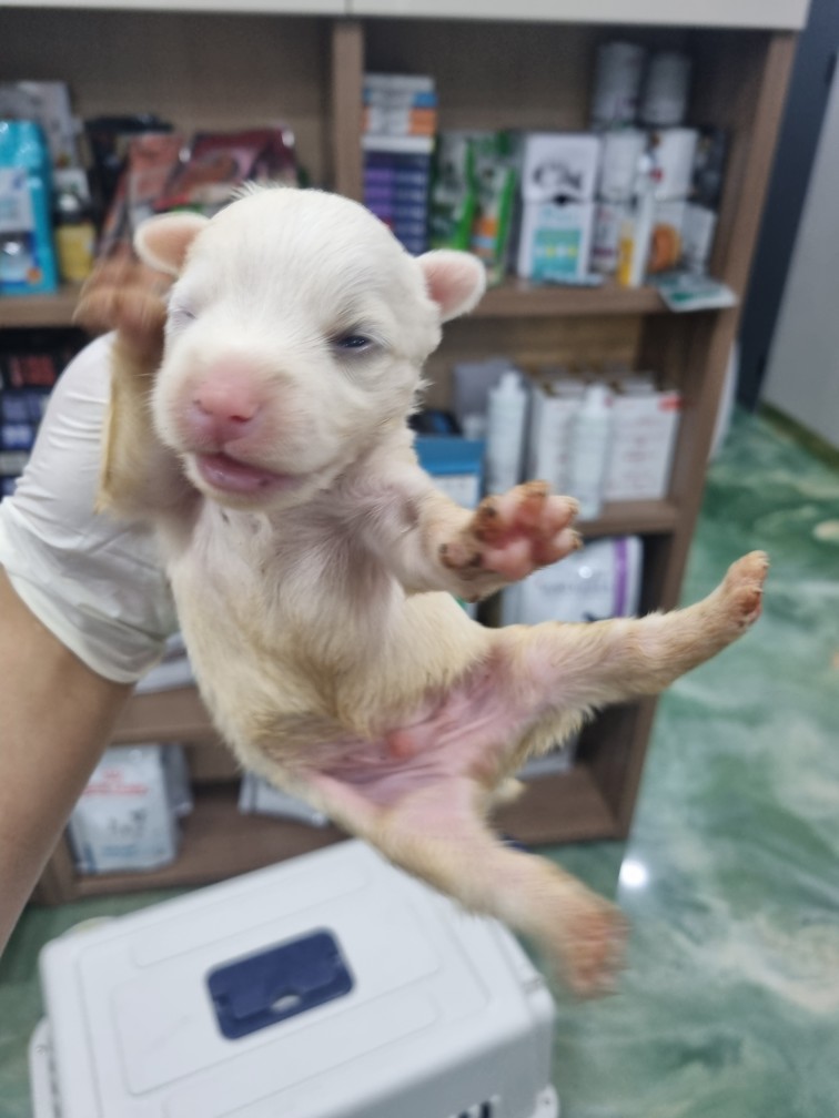 우성동물병원_447514202300240