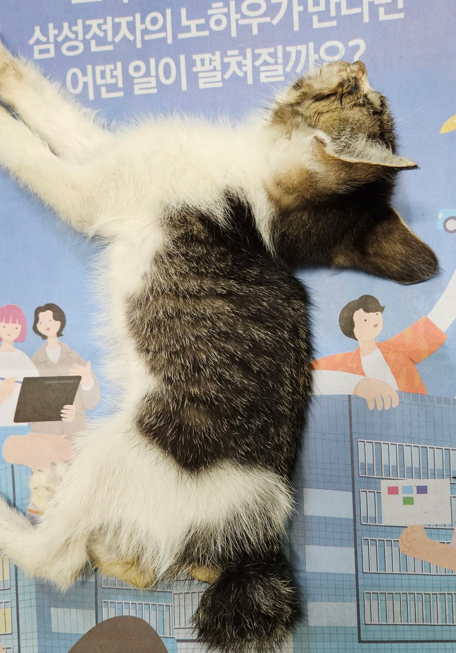 대구유기동물보호협회_427347202300616