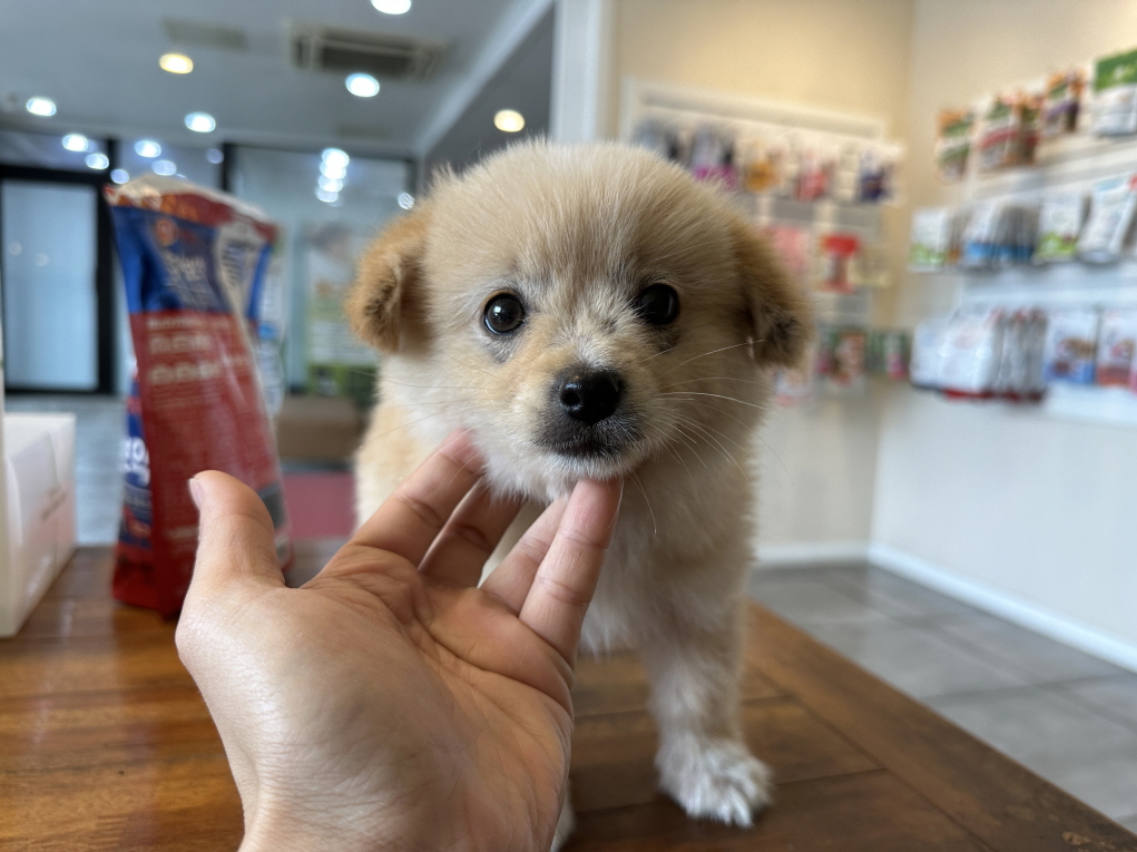 효자동물병원_445464202302441