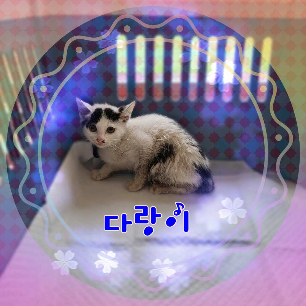 군산유기동물보호센터_445467202301184