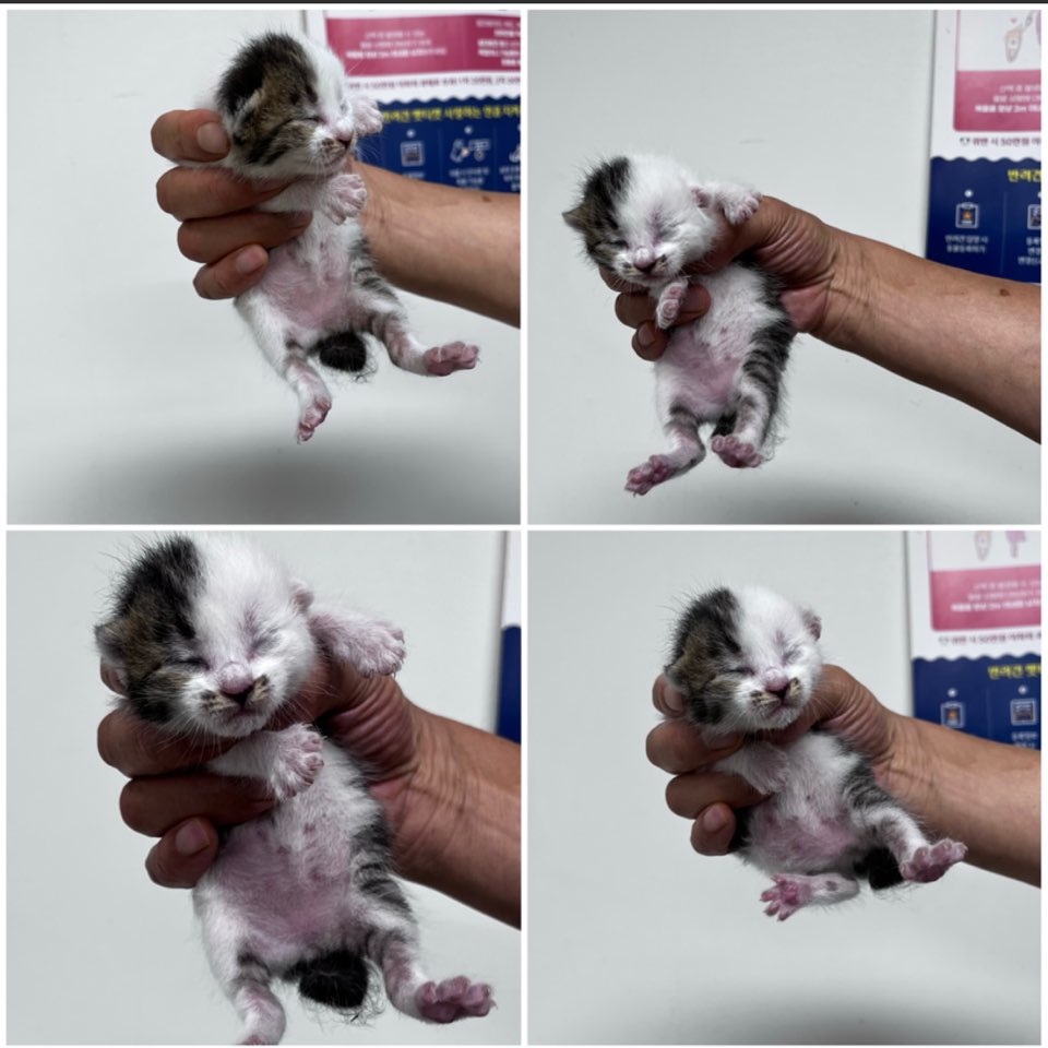 천안시유기동물보호소_444449202301515