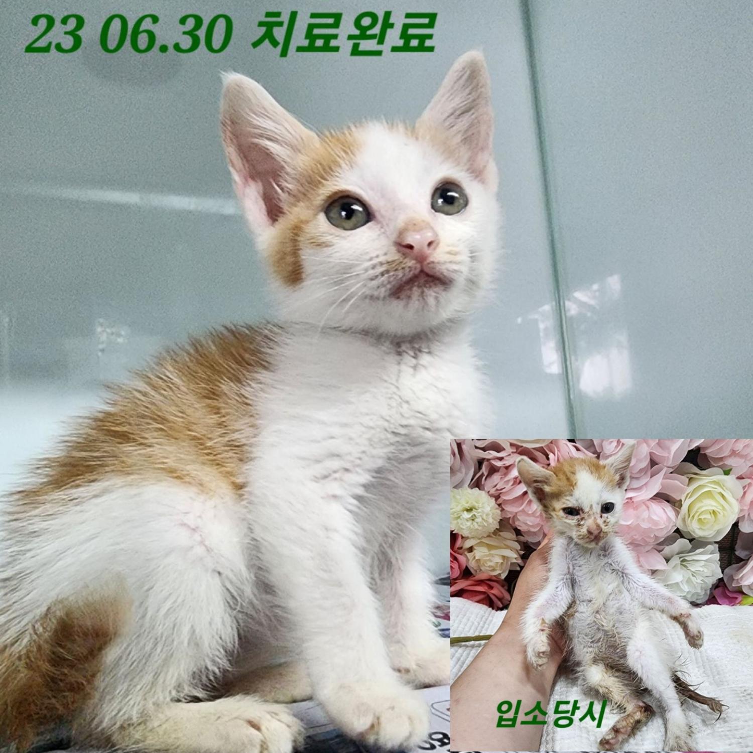 (사)영일동물플러스_447502202300579
