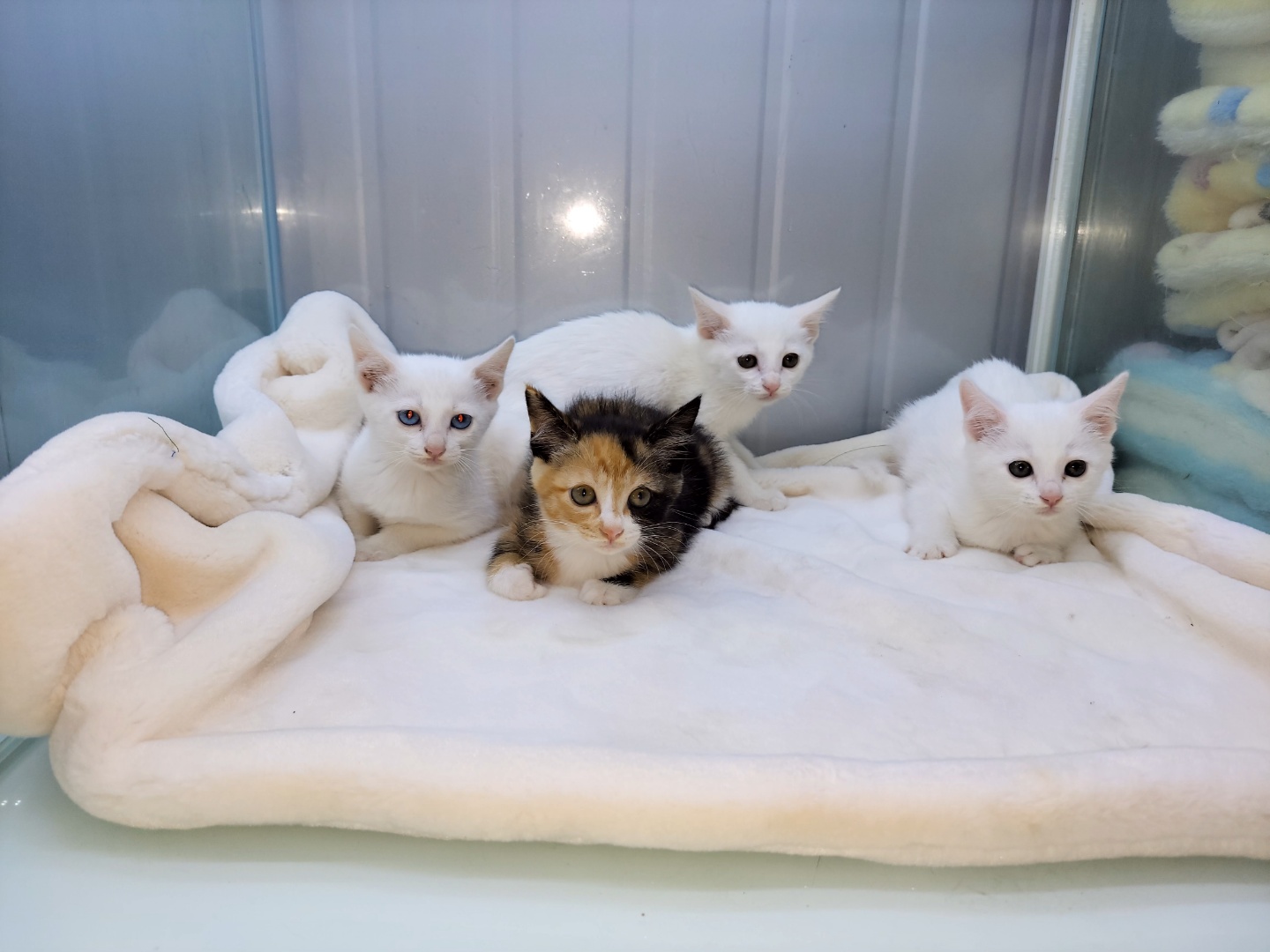 [고양이] 한국 고양이 경기-하남-2023-00226 유기동물 배경 이미지 입니다.