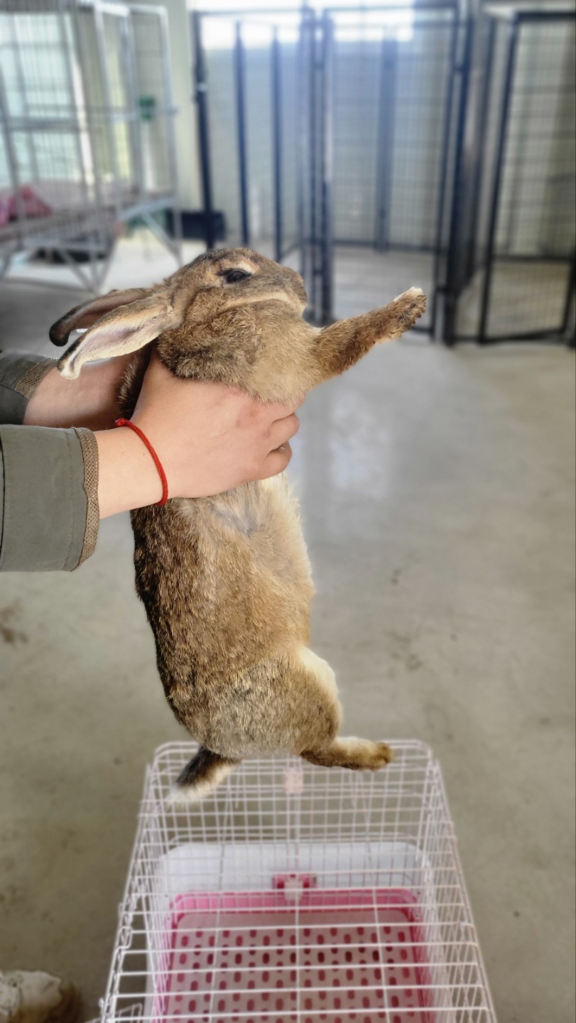 제주에니멀119(주)_450651202301532
