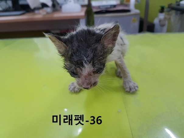 미래펫동물병원_431370202300625