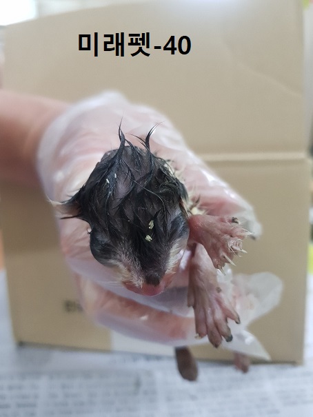 미래펫동물병원_431370202300629