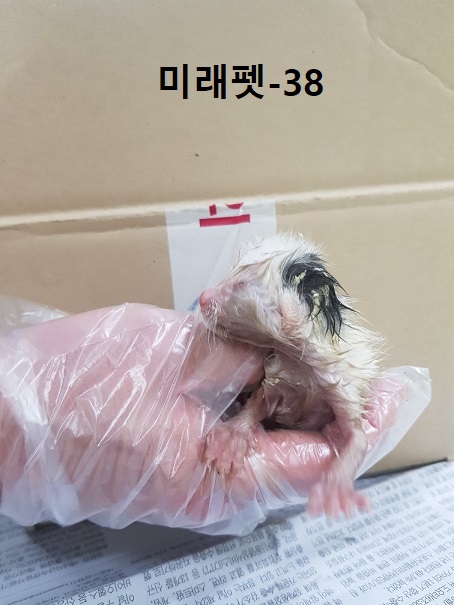 미래펫동물병원_431370202300627