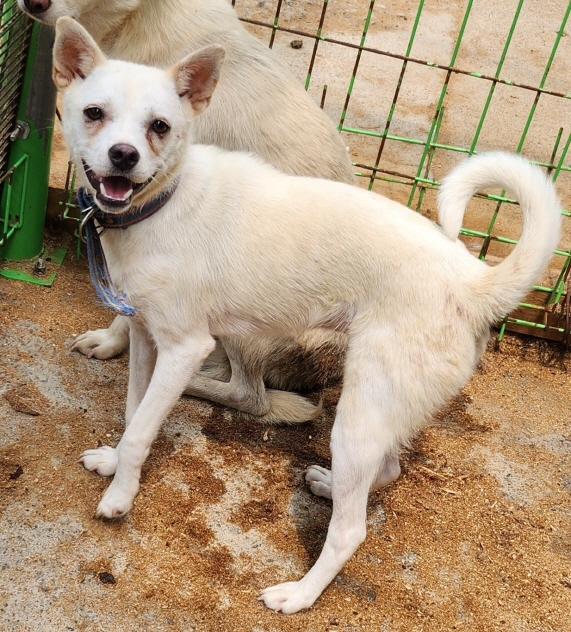 함안군유기동물보호소_448540202300200