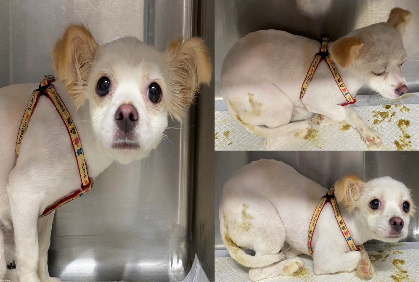 서산시 동물보호센터_444453202300539