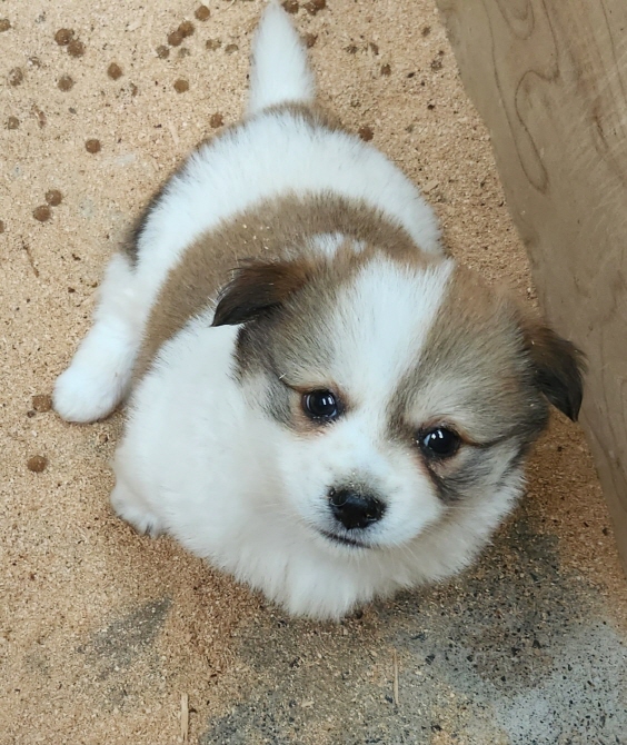 함안군유기동물보호소_448540202300217