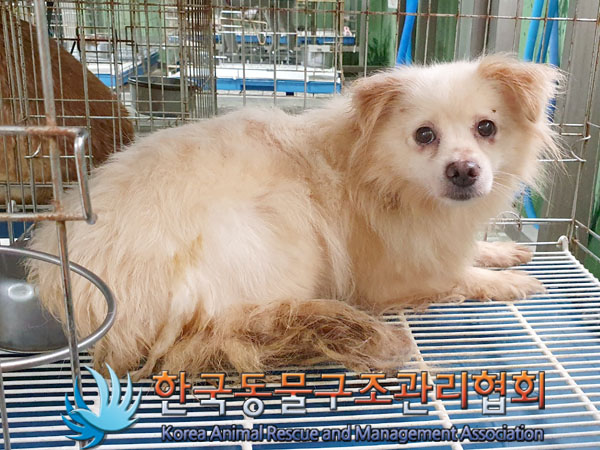 한국동물구조관리협회_441559202300488