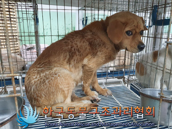 한국동물구조관리협회_441414202300417