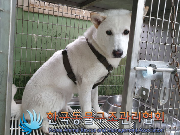 한국동물구조관리협회_411322202300409