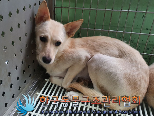 한국동물구조관리협회_441559202300497