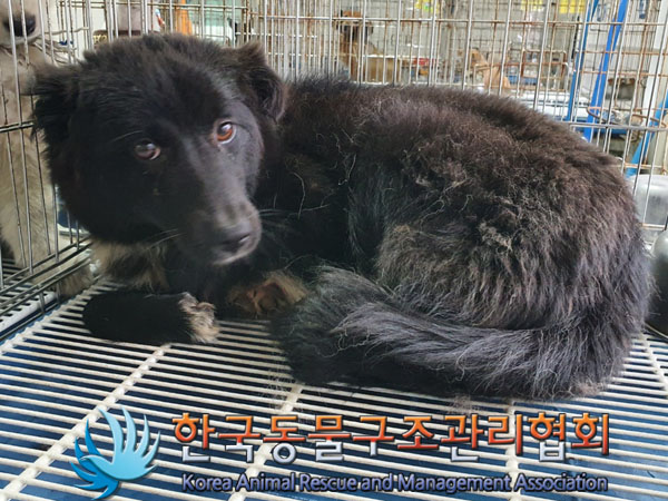 한국동물구조관리협회_441559202300487