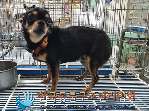 한국동물구조관리협회_411309202300256