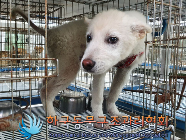 한국동물구조관리협회_411304202300429