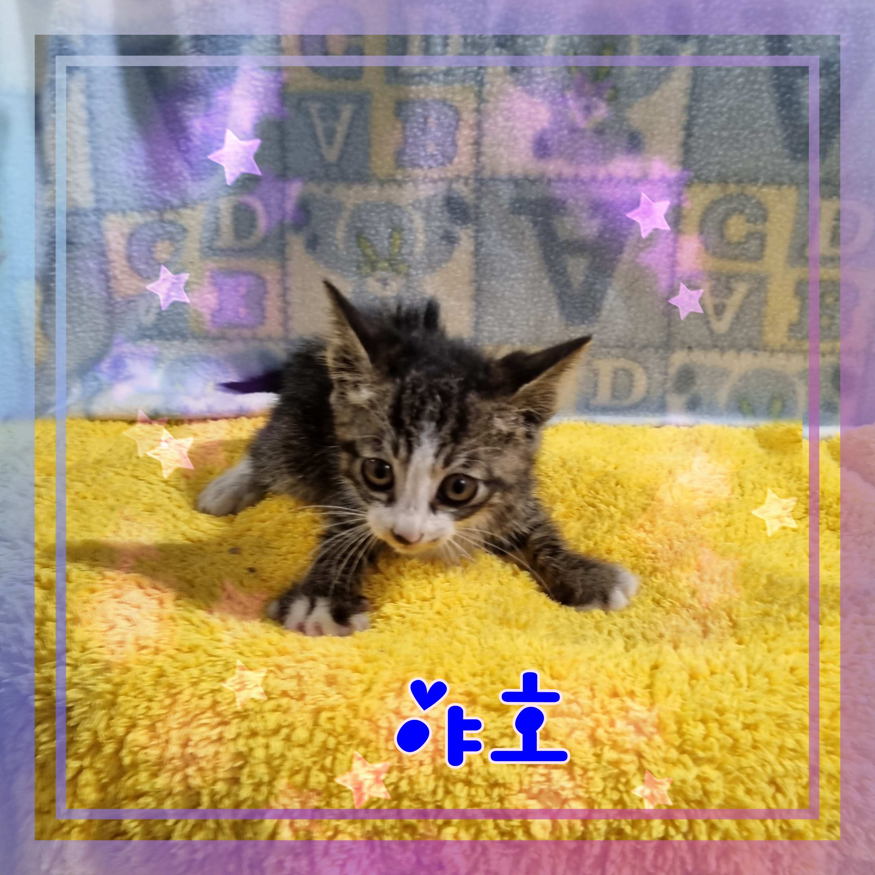 군산유기동물보호센터_445467202301186