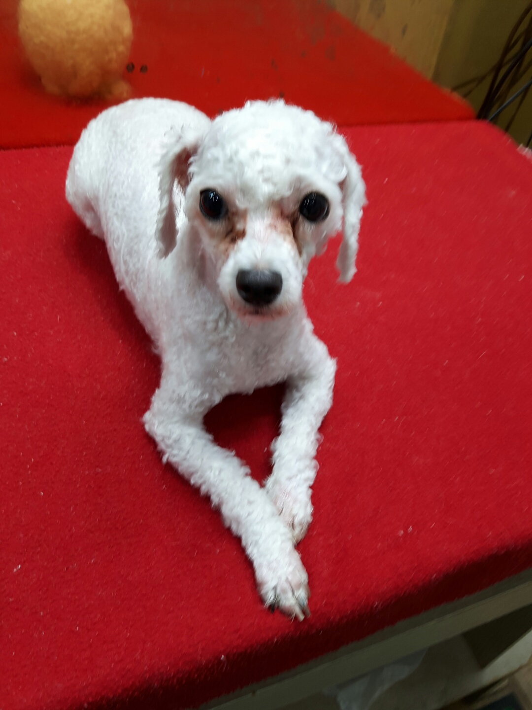 강남동물병원_431370202300630