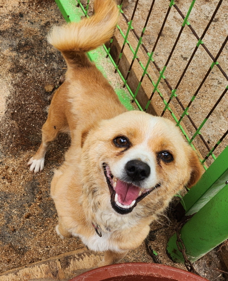 함안군유기동물보호소_448540202300209